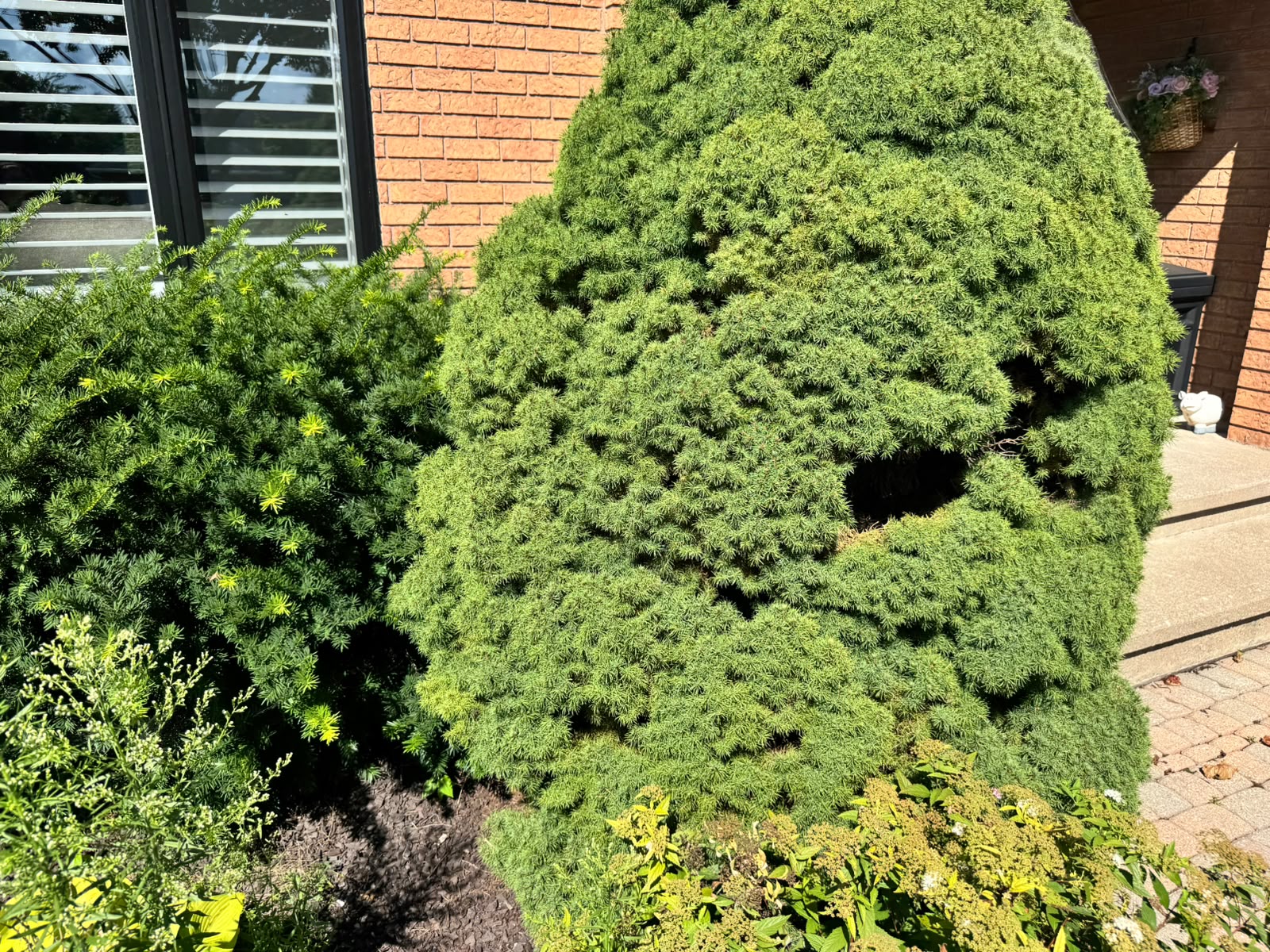 Dense shrubs beside a front entrance before clearing