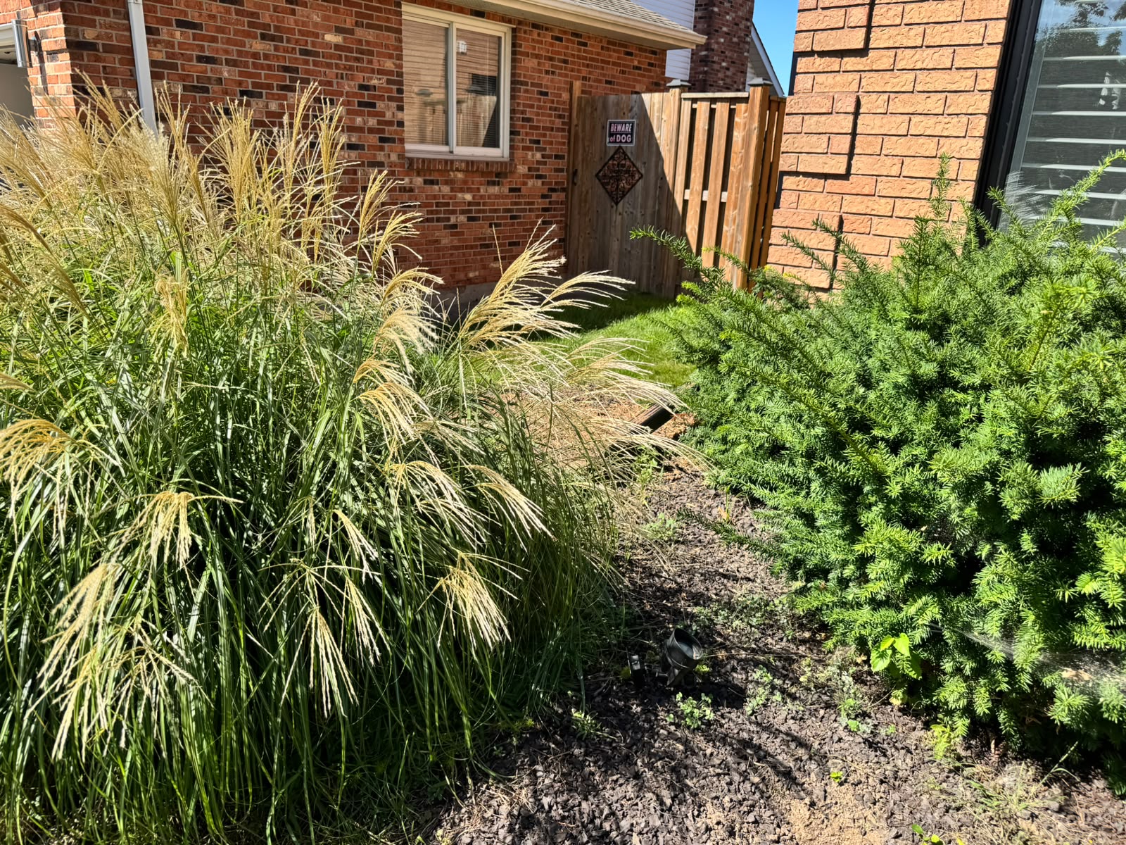 Overgrown ornamental grass and shrubs beside a brick home before clearing